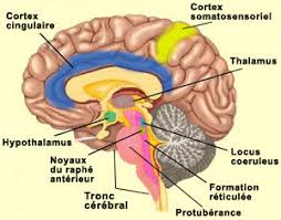 insula d'un cerveau femme hypersensible
